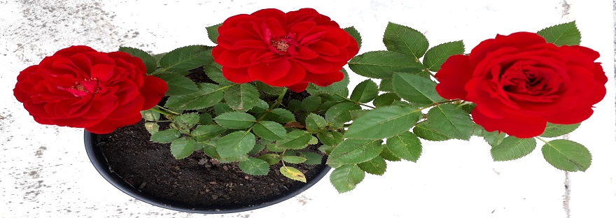 Rosas vermelhas